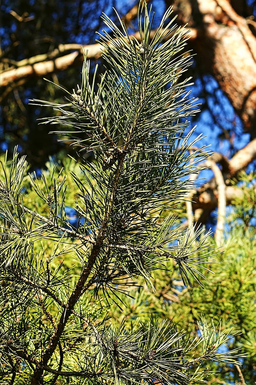 Spruce, Tree, Evergreen, Conifer, Nature, Forest, Fir Trees, Pine Needles, Outdoors, branch, green color