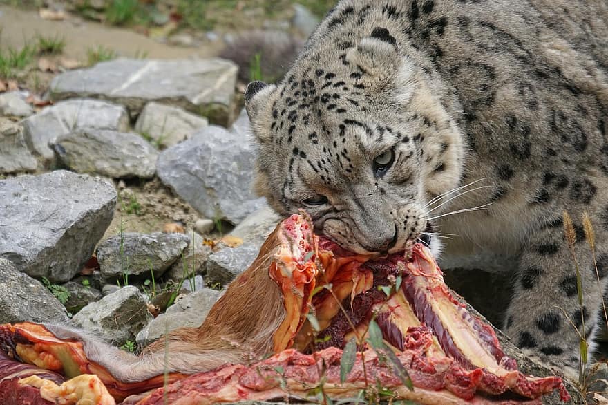 predator, Macan Tutul Salju, irbis, kucing besar, makanan, makan, noda, potret hewan, panthera uncia