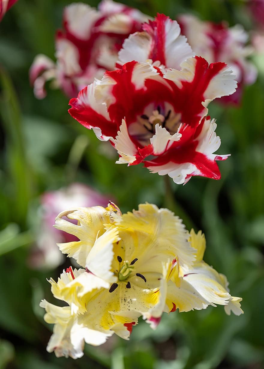 fiore, tulipani pappagallo, primavera, di stagione, fioritura, fiorire, tulipani, giardino, natura, avvicinamento, estate