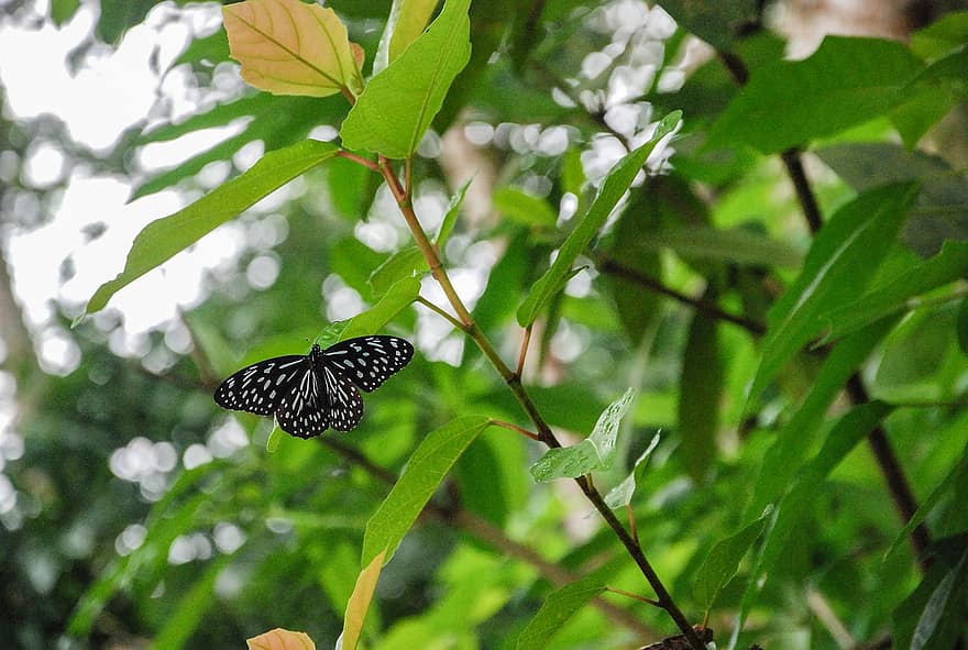 пеперуда, насекомо, тропическа гора, дивата природа, национален парк