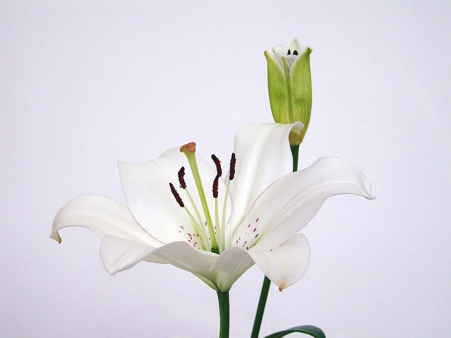 lily asia, lilium asiatik, bunga, putih, menanam, buket, mekar di, botani, kelopak, flora, berbunga