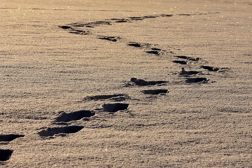 Snow, Traces, Footprints, Trail, Hoarfrost, Snowy, Wintry, Winter, Cold, Landscape, Nature