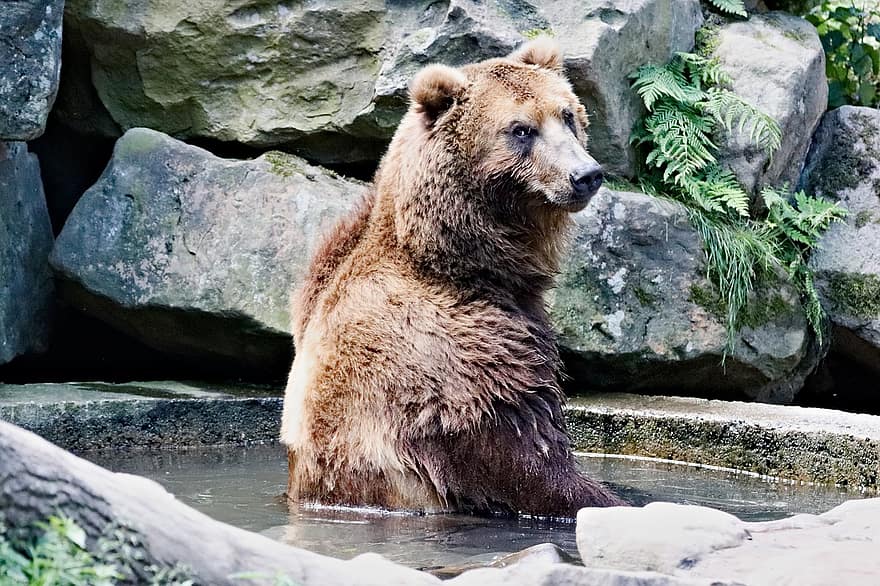 ours, marron, Kamchatka, mammifère, animal, la bête, une baignoire, eau, zoo, carnivore