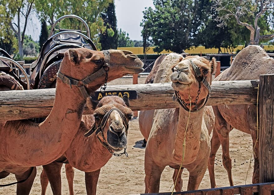 Dromedary, Camels, Animals, Saddle, Domesticated, Camelid, Mammal, Park, horse, farm, rural scene