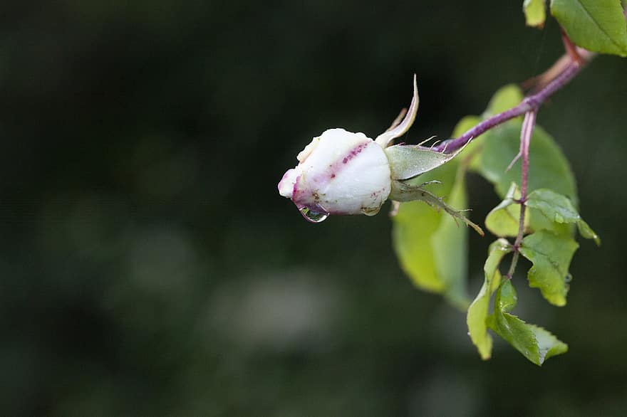 rosebud, reste sig, blomma, trädgård, växt, natur, rosa, kronblad