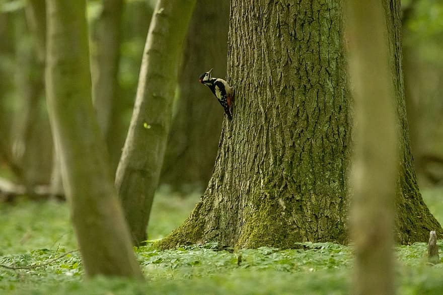 Woodpecker, Tree, Forest, Bird, Animal, Great Spotted Woodpecker, Wildlife, Trunk, Bark, Spring