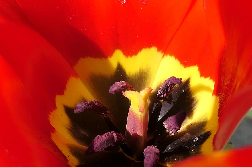 tulipán, flor roja, flor, jardín, primavera, flora, floración, de cerca, macro, hoja, planta