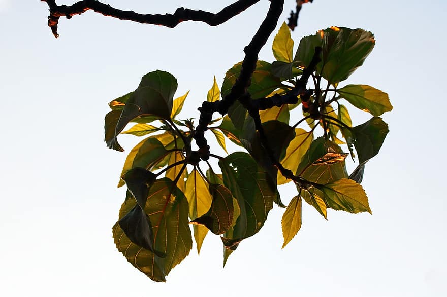 японское дерево изюма, листья, ветка, прут, листва, осень, падать, природа