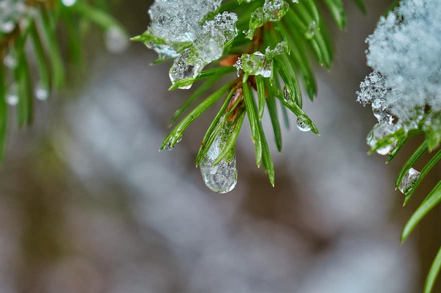 Fir Needles, Ice, Water Droplets, Snow, Winter, Frost, Melting, Drops, Spring, Snowflakes, Leaves