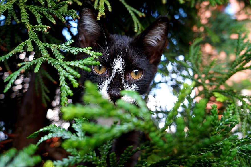 macska, cica, macskaféle, fa, barát, állat, szőrme, háziállat, házimacska, aranyos, zöld szín