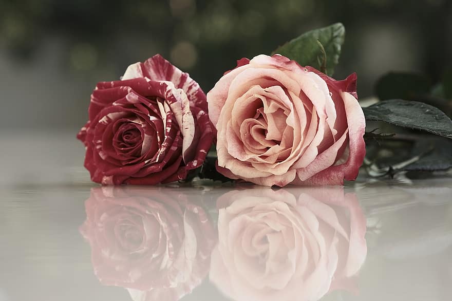 рози, розови рози, цветя, розови цветя, листенца, розови листенца, разцвет, цвят, флора, цъфна роза, природа