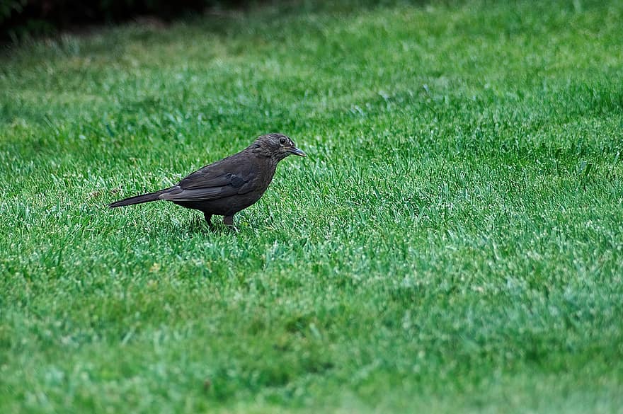 Blackbird, dainų paukštis, pobūdį, paukštis, žolė, paukščių, ornitologija
