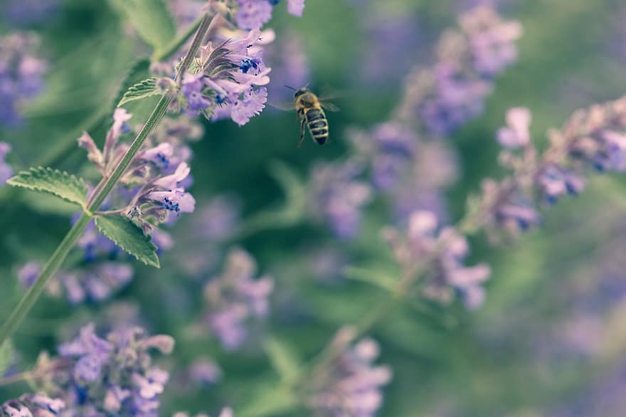 Wasp, Insect, Flower, Garden, Summer, Blossom, Plant