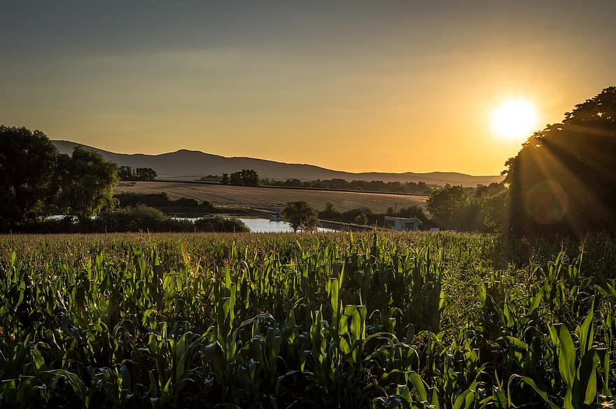 Field, Sunset, Dusk, Lake, Reservoir, Threes, Corn, Rural, Landscape, Nature, Sky