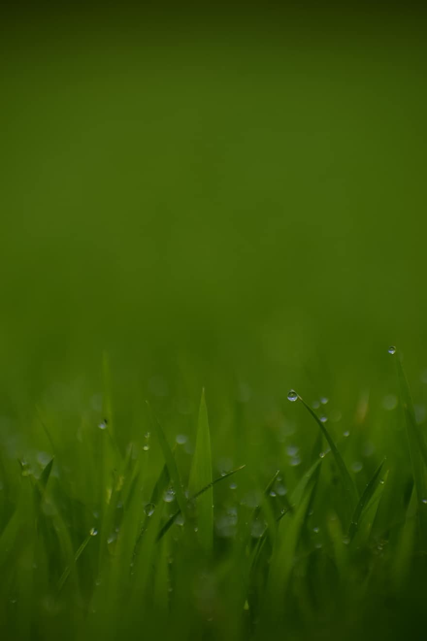 herba, pluja, gotes de pluja, aigua herba, aigua, gotes, color verd, primer pla, frescor, planta, fons