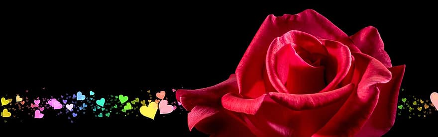 spanduk, tajuk, mawar, bunga, jantung, penuh warna, kecil