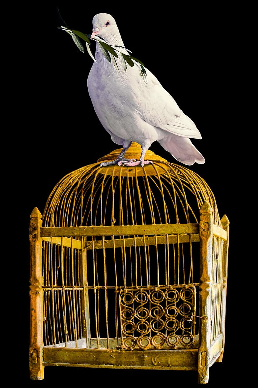 oiseau, Colombe, cage, symbole, paix, branche d'olivier, dom