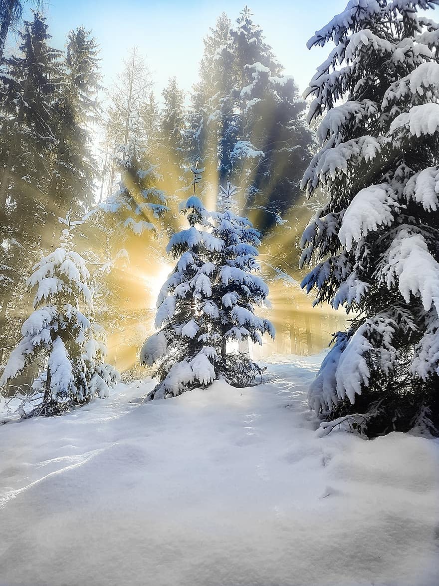 les, zimní, Záře Světla, sníh, stromy, Příroda, strom, sezóna, krajina, mráz, borovice