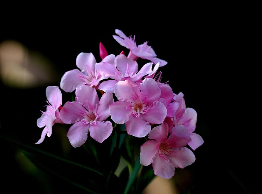 oleander, blommor, rosa blommor, kronblad, rosa kronblad, blomma, flora, natur