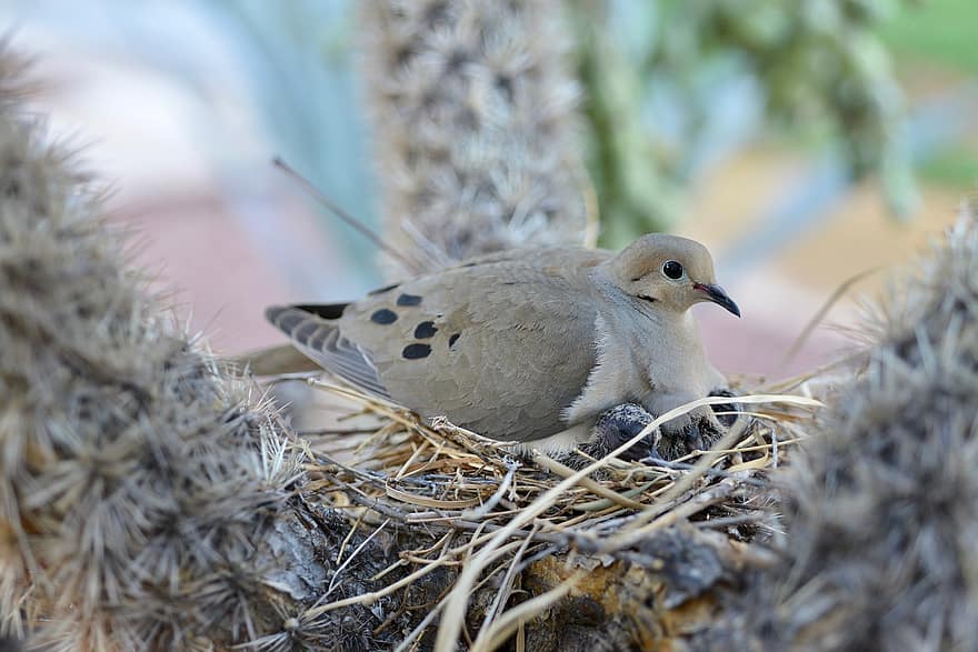 Dove, Bird, Bird's Nest, Nature, Nest, Spring, Avian, beak, animals in the wild, feather, animal nest