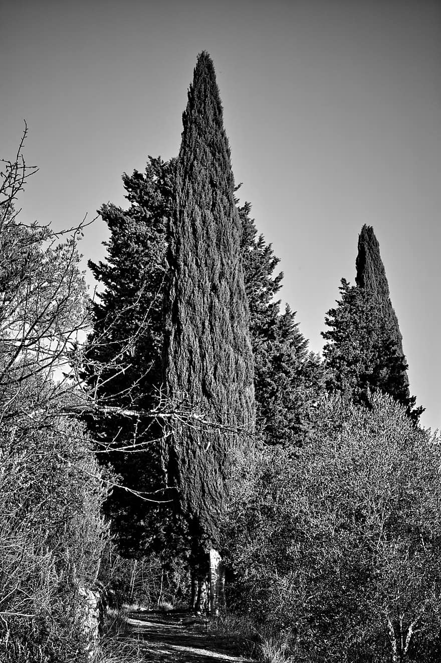 Olive, Zypresse, Bäume, ländlich, Landschaft, Florenz, toskana, Italien, Natur