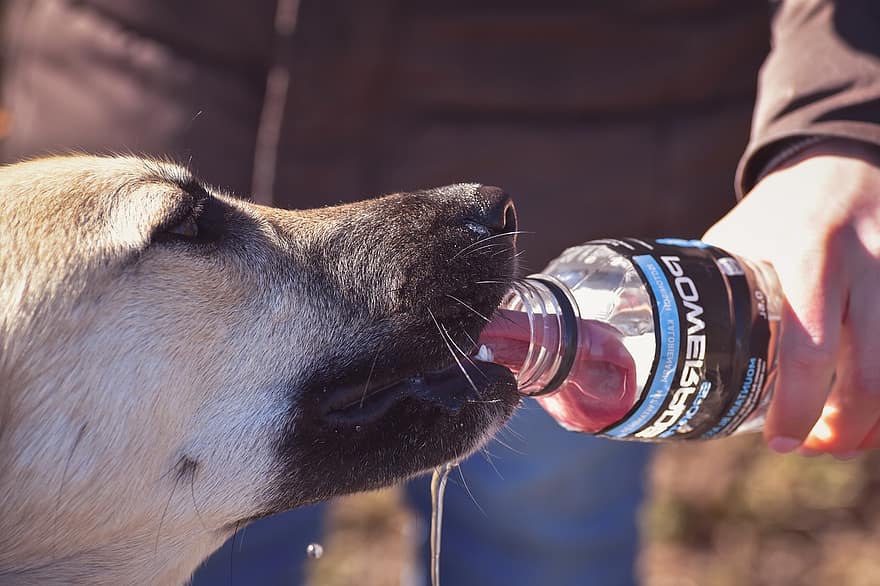 koira, juoda, vesi, jano, lemmikki-, janoinen, kieli, eläin, lämpö, kesä, pelastaa
