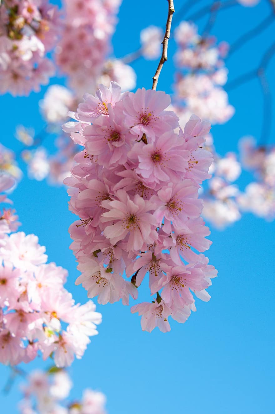 bunga sakura, bunga-bunga, musim semi, bunga-bunga merah muda, kelopak, sakura, berkembang, mekar, cabang, pohon, alam