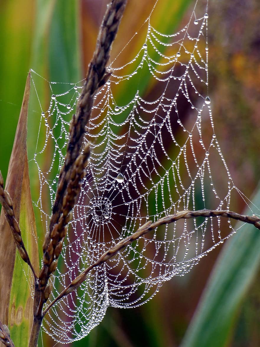 hämähäkinverkko, kaste, märkä, seitti, kastepisaroita, pisaroita, hämähäkin silkki