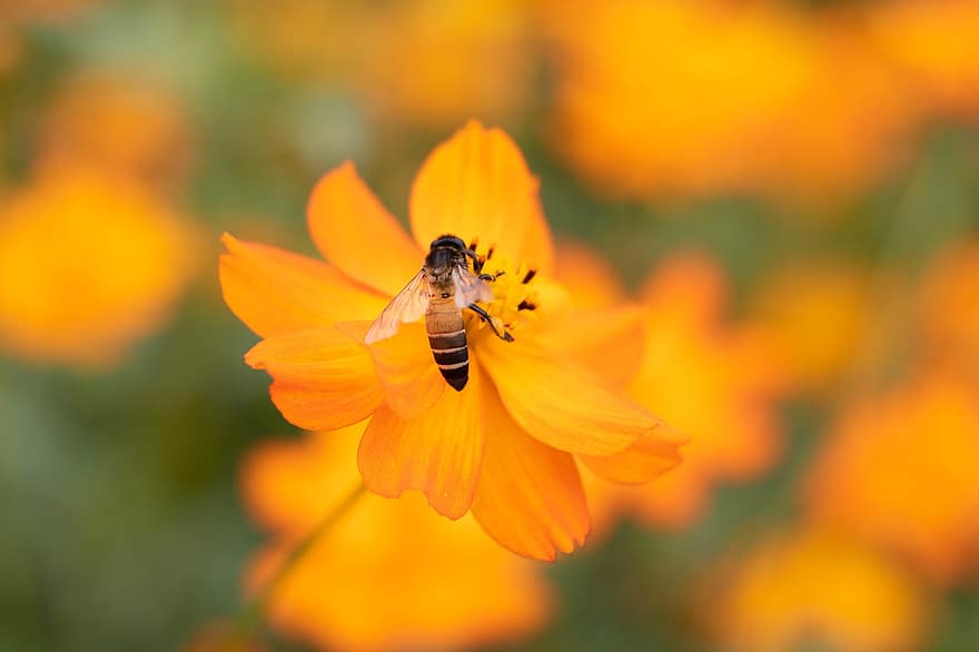 lebah, serangga, bunga, hewan, bunga oranye, menanam, graden, alam, merapatkan
