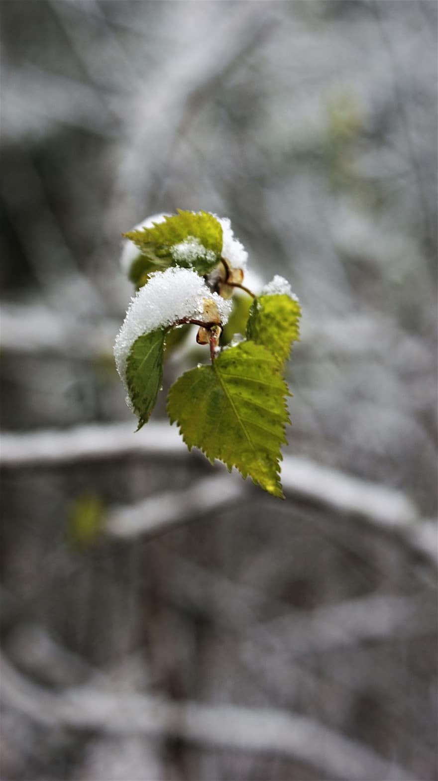 Birch, Snow, New Leaf, Spring, Forest, Leaves, Nature