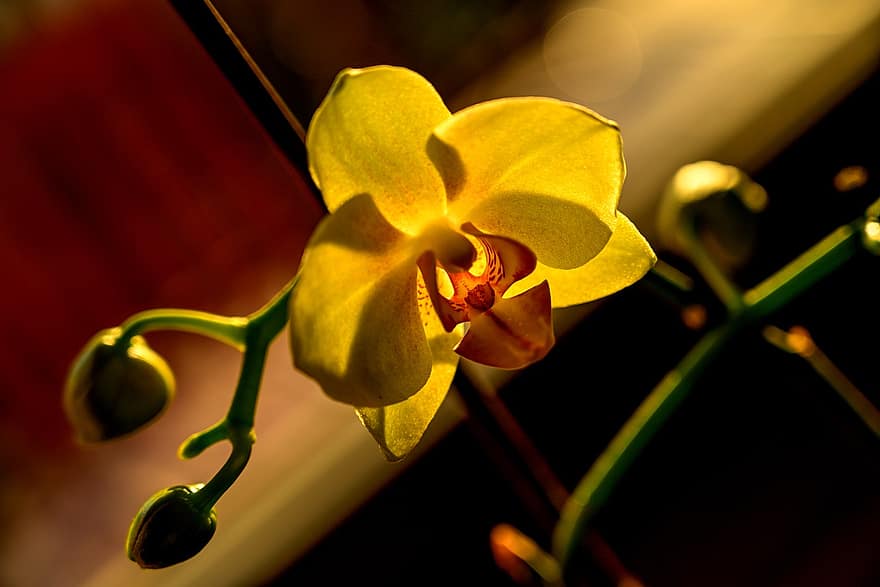 orhideja, zieds, dzeltens zieds, ziedlapiņām, dzeltenas ziedlapiņas, zied, flora, augu, pumpuri