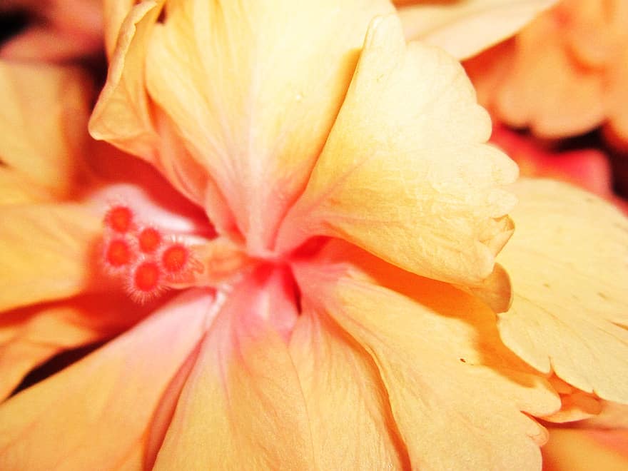 Flor de Cayena, flor amarilla, macro, flor