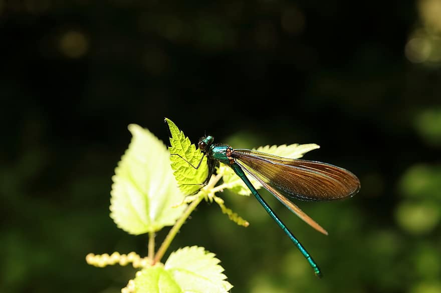 vážka, hmyz, Příroda, zblízka, makro, makro fotografie, fauna, létající hmyz, detail, zelená barva, letní