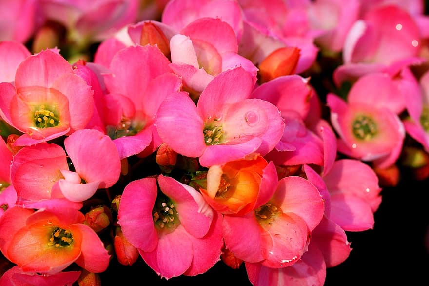 weduwe-sensatie, bloemen, roze bloemen, bloemblaadjes, dauw, roze bloemblaadjes, bloeien, bloesem, flora, natuur, kalanchoe