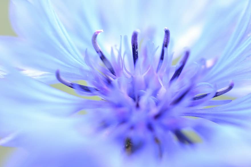 Kornblume, Blume, blühen, Natur, Pflanze, Blau, Flora, bunt