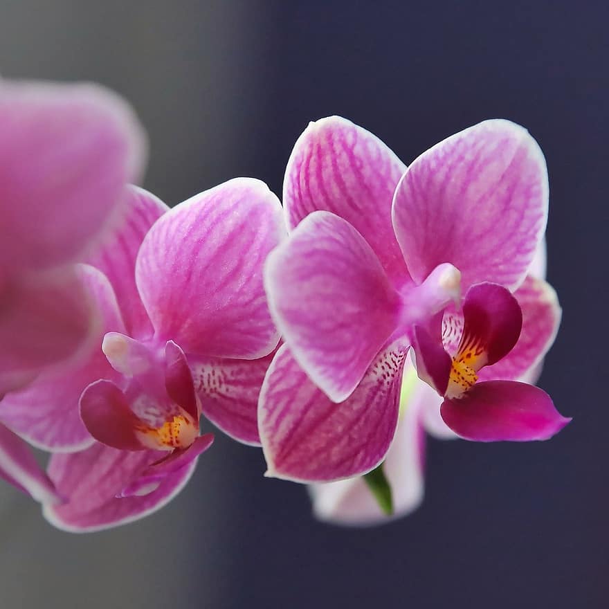orquideas, las flores, planta, pétalos, floración, flora, naturaleza, orquídea, de cerca, pétalo, flor