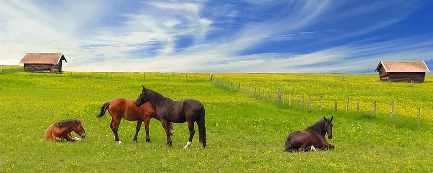 pferde, Wiese, Weide, Natur, Landschaft, Alm, Hintergrund, Hütte, Bauernhof, Gras, ländliche Szene
