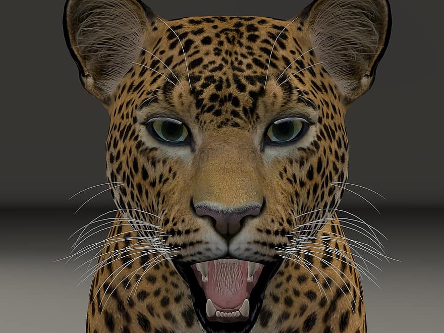 Leopard, Leopard-head, Animal World, Big Cat, Predator, Wildcat, Wild Animal, Animal Portrait, Animal, Fur, Nature