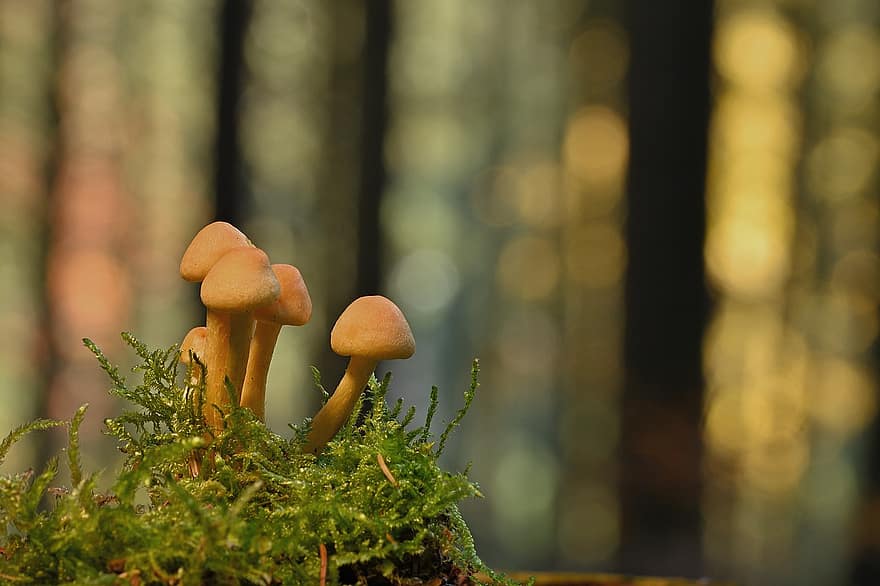funghi, piante, fungo velenoso, micologia, muschio, funghi piccoli, foresta, selvaggio