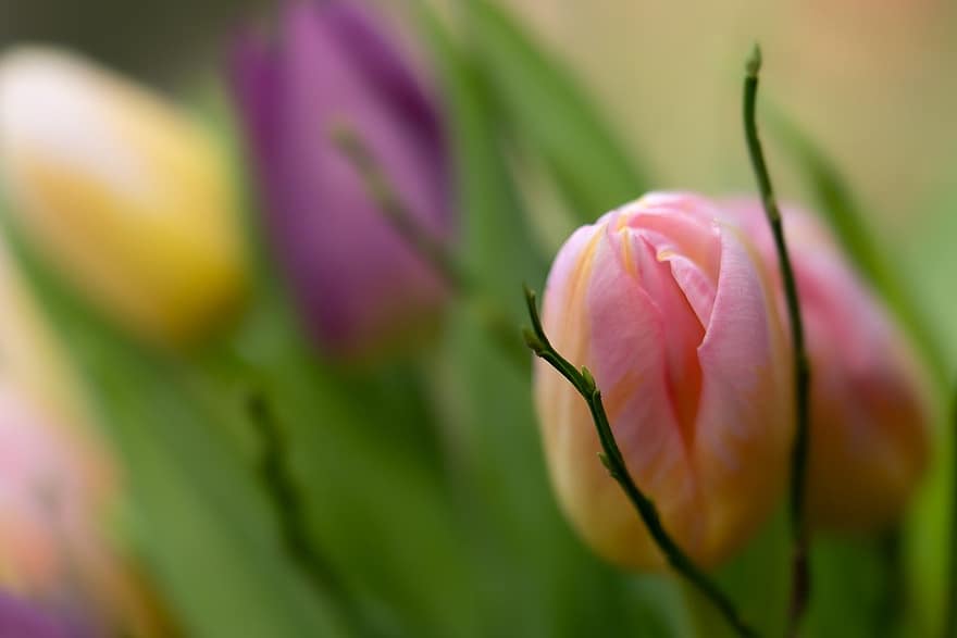 tulipany, kwiaty, różowe tulipany, różowe kwiaty, wiosna, ogród, kwiat, tulipan, roślina, zbliżenie, głowa kwiatu