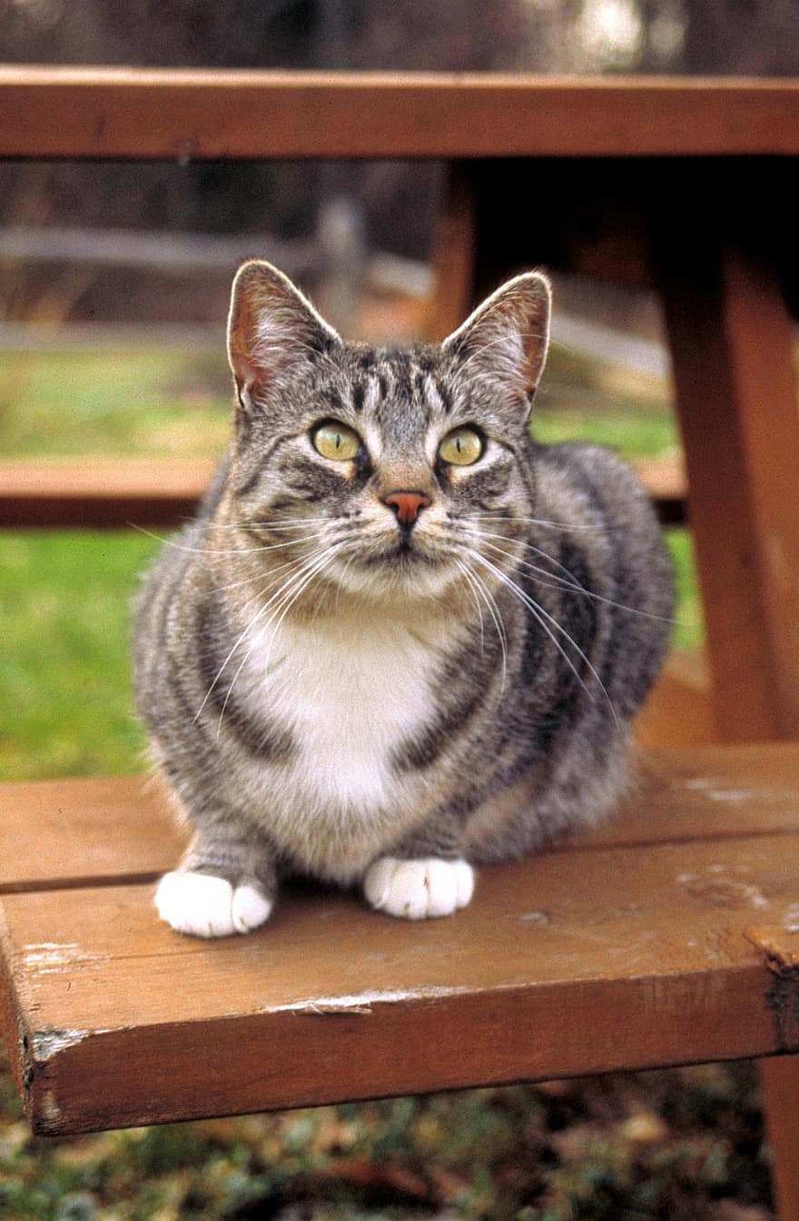 кошка, полосатый, домашнее животное, животное, Домашняя кошка, кошачий, млекопитающее, милый, на открытом воздухе, портрет, Новая Шотландия