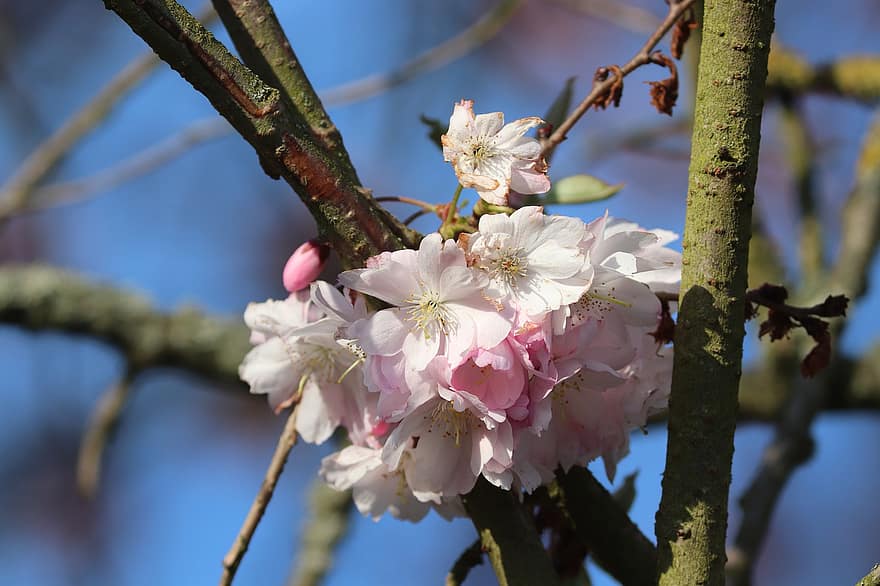 flors de color rosa, flor de cirerer japonès, flors, arbre, branques, flor, Flors de cirerer, florir, sakura, flora, arbre de sakura