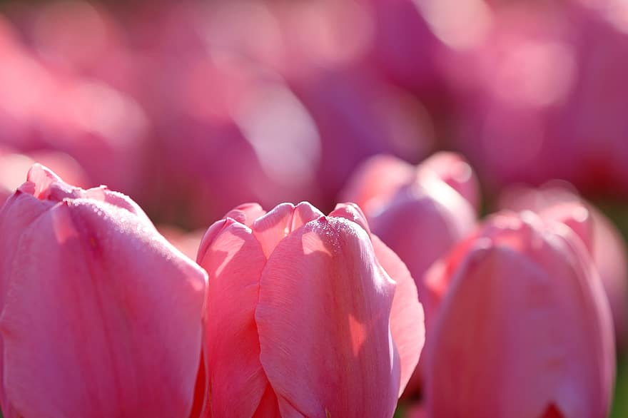 tulipes, fleurs, tulipes roses, pétales, pétales roses, Floraison, fleur, flore, les plantes, la nature, tulipe