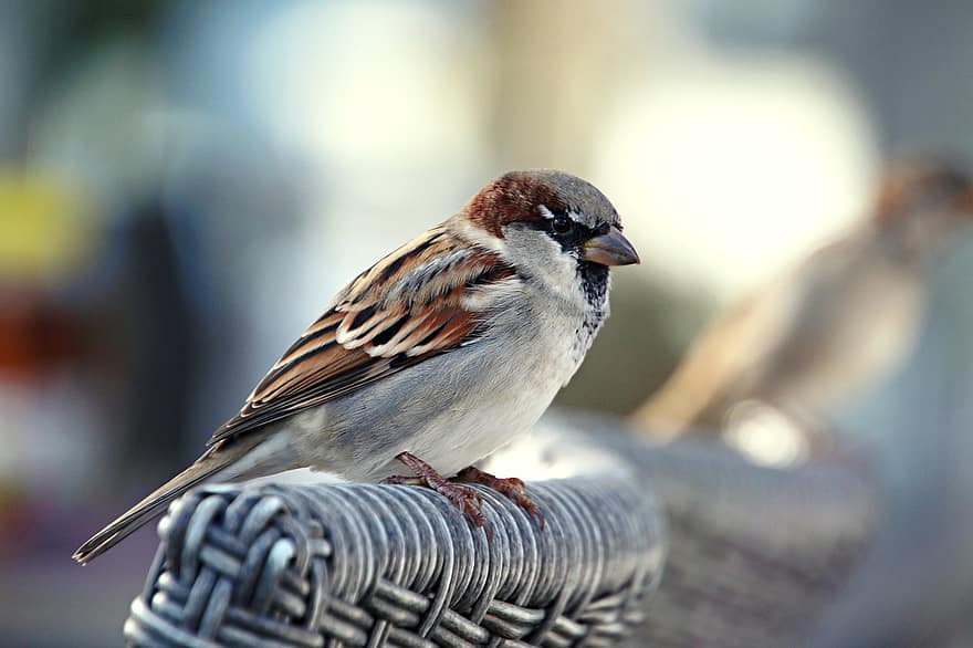 Bird, Sparrow, Plumage, Feathers, Beak, Pen, Ornithology