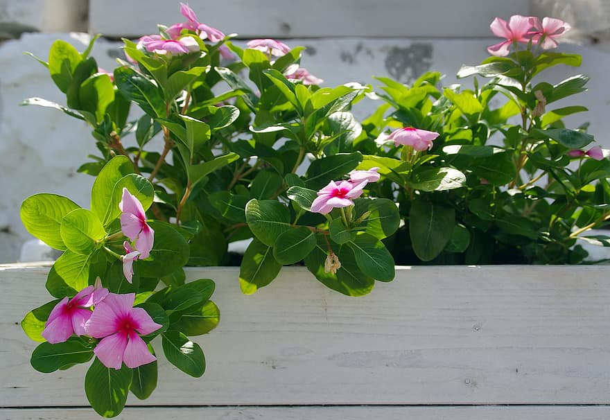 Flores rosadas, jardinera, dipladenia, plantas de balcón, floral, planta, hoja, flor, verano, de cerca, color verde