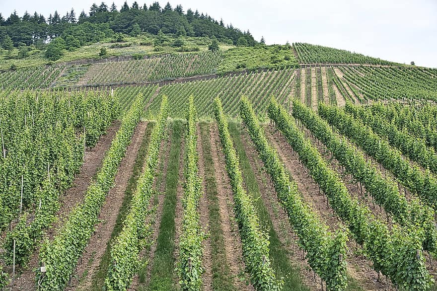wijngaard, veld-, berg-, platteland, wijnstokken, wijnbouw, farm, plantage, landelijk, landbouw, landschap