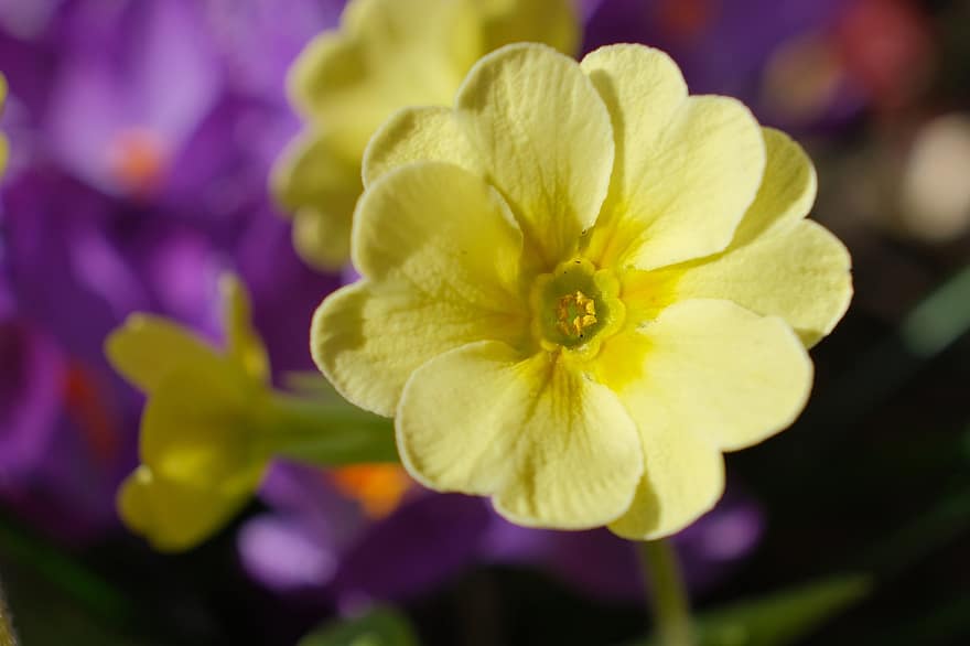 λουλούδι, primula, φυτό, κίτρινος, πέταλα, γκρο πλαν, πέταλο, κεφάλι λουλουδιών, φύλλο, καλοκαίρι, άνθος