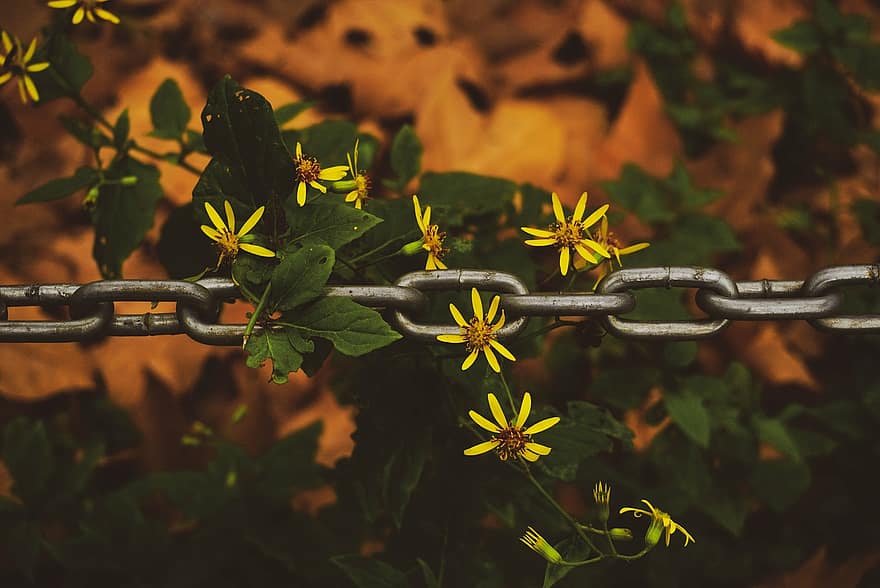 Chain, Flowers, Plant, Link, Metal, Leaves, Tree, Garden, Nature