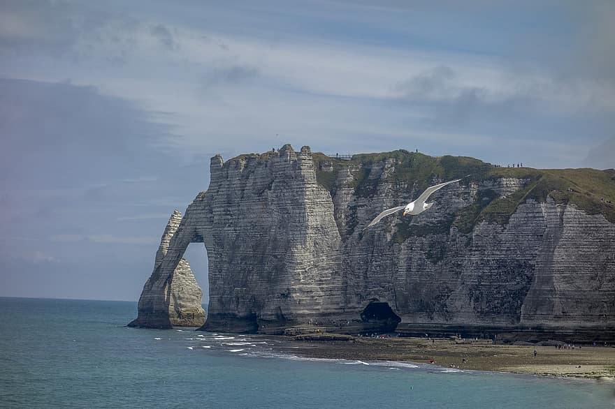 nål, Arken, strand, måge, side, klipper, Normandiet, natur, rejse, kalksten, pierre