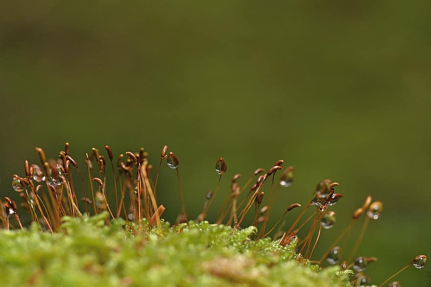 Moss, Plant, Spores, Nature, Dewdrops, Forest Floor, Water Droplets, Winter, close-up, green color, macro